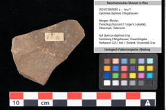 Foto (Objekt + Etikett) von Xylomites daphnes Ettingshausen (NHMW-GEO-2024-0188-0060a)
